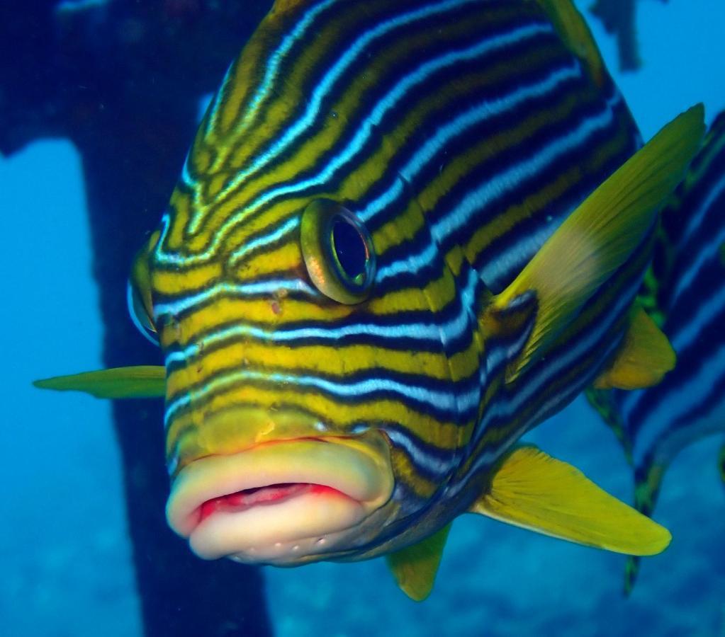 Ocean Sun Dive Resort Tulamben  Luaran gambar
